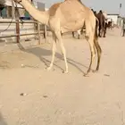 لقيه بنت مساح بن شويل سابقا