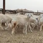 رخال حريات فرش الفحل العدد 30