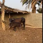 بقرة بكر عليها حسيلة ومضربه قبل سبوعين