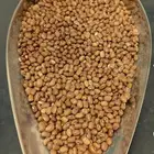 يتوفر لدينا دجره يمني (لوبيا) درجه اولى