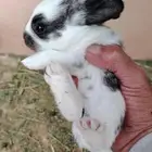 ارانب عمر 18 يوم