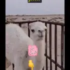 قعود البيع بربع والنص