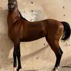 حصان كفوا.