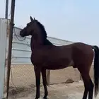 حصان واهو جزيري حمداني