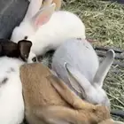 ارانب للبيع