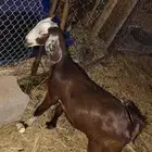 جفره للبيع