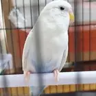 طيور زينه