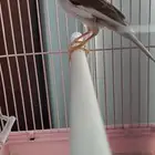 فرخين كناري من انتاجي