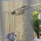 طيور حب هوقو