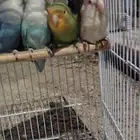 مجموعة روز