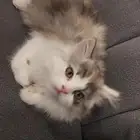 قطه شيرازى