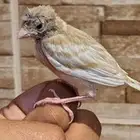 فروخ كناري