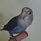 روز