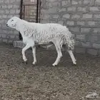 فحل حري مشروط