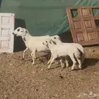 شياه ثنوات متابيع ومعزا دفيع