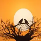 حضانة حيوانات