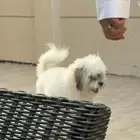 كلب مالتيز مفقود