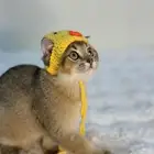 قط ذكر سكوتش نوع مميز جدا للبيع