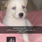 كلاب