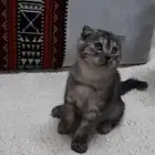 قطة صغيرة سكوتش فولد