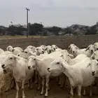 ضان صنف متابيع ودفيع ( تم البيع )