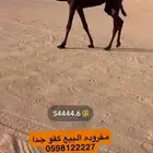 بكرة