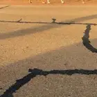 قعود جده بعير ابو عجاريد