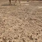 القحه كفو رمانيه