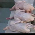 فراخه فرنسي وزاجل