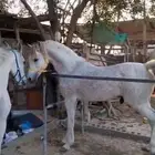حصان شعبي