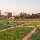 مزرعه للبيع  ..( مطلوب مزرعه للبيع او قطعه زراعيه )