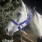 حصان شعبي للبيع