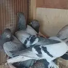 حمام تركي ا جوزين