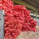 بصل الجوف بصل بلدي جملة