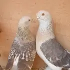 حمام تركي منتج العدد 3اجواز