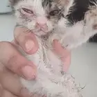 قط عمره اسبوعين للتبني