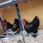 ديوك كوشنن قزم فواخر