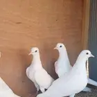 حمام صنعاني ابيض