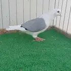 حمام زينه