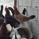 دجاج بياض للبيع