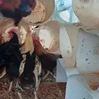 ديكه بلديه