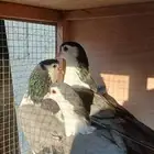 جواز و فرده شيرازي