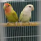 البيع جوز روز بلدي