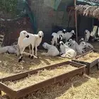 Italian Swaken sacrifices refrigerator usurer