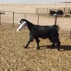 عنز عارضيه سديس للبيع