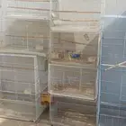 البيع قفص روز