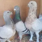 جواز وفرح سوري