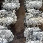 فيلوس يارس كورلا 2024