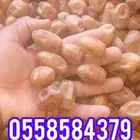 تمر خلاص للبيع 30 طن