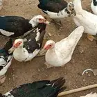 بط للبيع